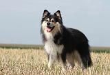 CHIEN FINNOIS DE LAPONIE 633